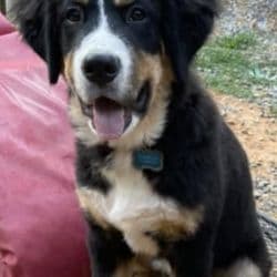 Puppy Bernese mountain dog named William
