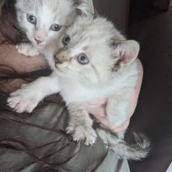 Siamese cat named Kittens