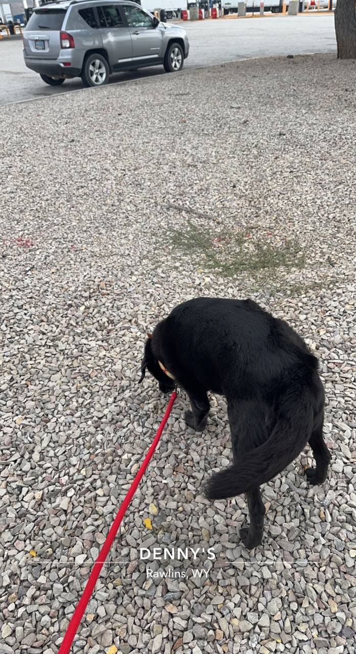 Pet travel photo 4