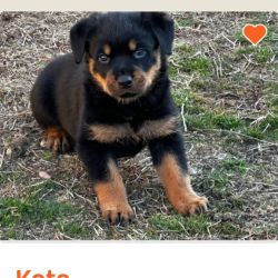 Rottweiler named Kota