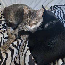 Bombay cat named Onyx and Mimi