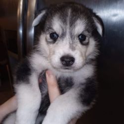 Huskey mix named Unknown