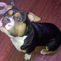 American Bully named Kevin