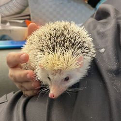 Hedgehog named Spike, Peppa, Daisy