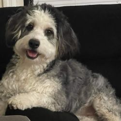 Bernedoodle named Axie