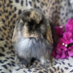 Holland lop named Holland Lop