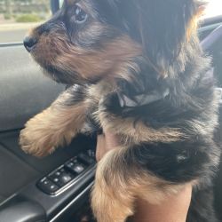 Yorkie named Ace