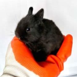 dwarf rabbit named Small Rabbit