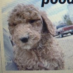 med sized poodle puppy named Anette's Red