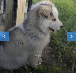 Siberian Husky named Pup