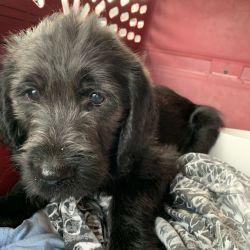 Labradoodle named Titus