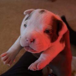 American Bully named Coco