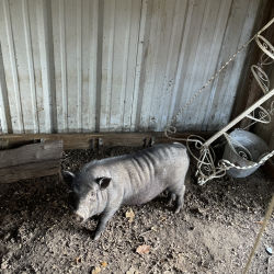 Pot-bellied Pig named Wilbur