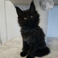 Maine Coon named Midnight moon
