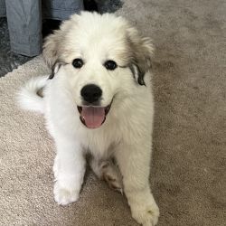 Great Pyrenees named Max
