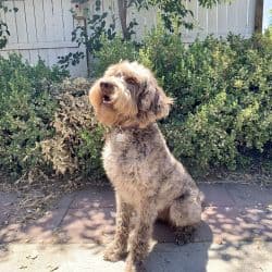 Australian Labradoodle named Percy