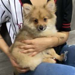 Pomeranian named Xio