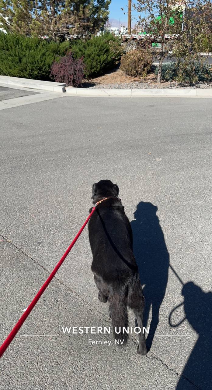 Pet travel photo 5