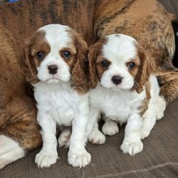 Cavalier King Charles Spaniel named Buttercup