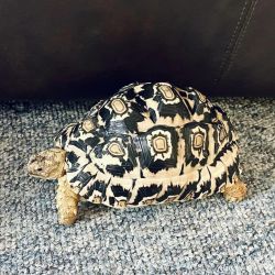 Tortoise named Tort