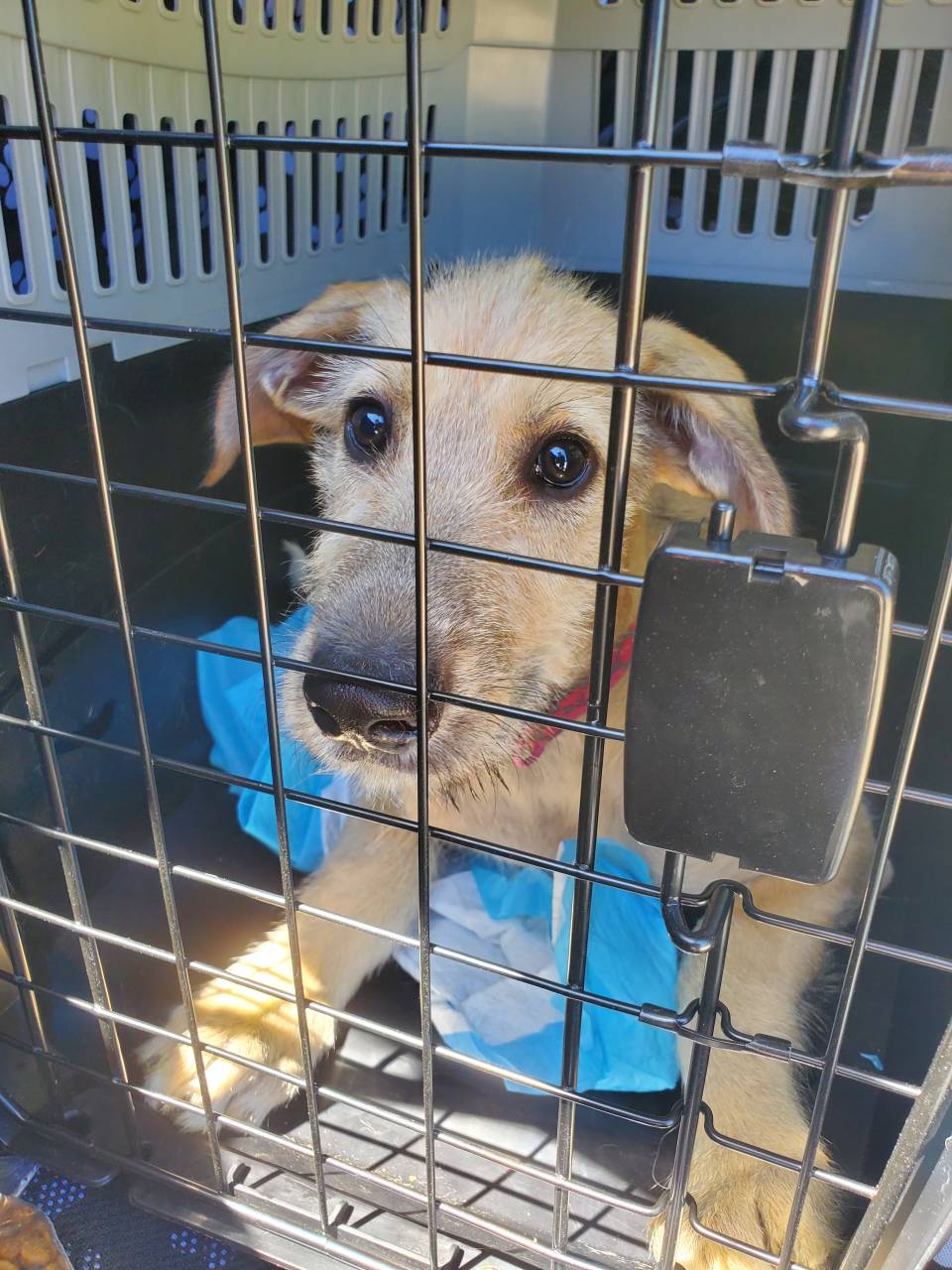 Pet travel photo 6