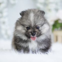 Pomeranian named Wolf Pom