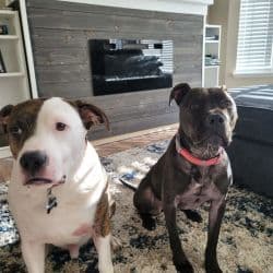 Pit Bull mixes named Ghost And Shadow