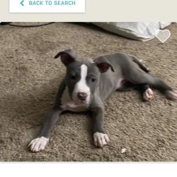 American Staffordshire Terrier named Rose