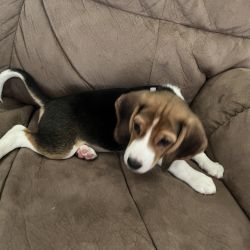 Beagle named Bleu