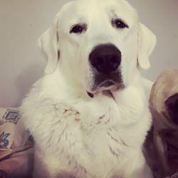 Great Pyrenees named Falkor
