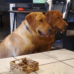 Labrador Retriever named Jaxi And Duke