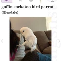 Cockatoo named Lepe