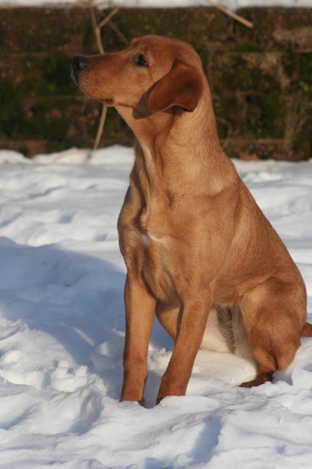 Labrador Retriever named Dottie