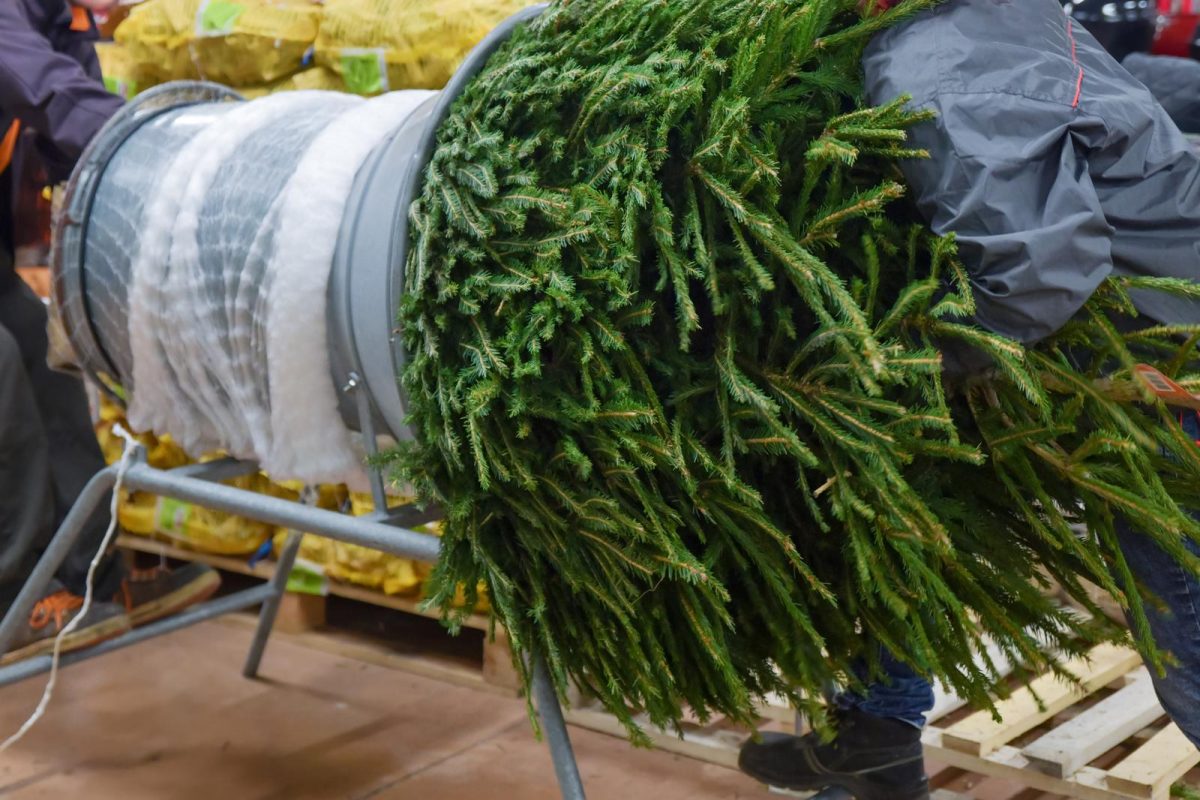 A person pushes a Christmas tree through a netting machine, wrapping the tree in mesh for easier transport—ready for loading onto a Christmas tree ship.