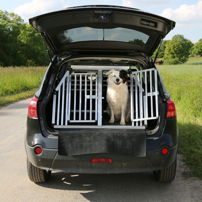 Black car, dog.