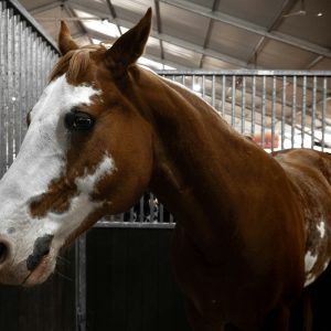 A brown and white horse stands inside a stable with metal bars and a high, arched roof, awaiting transport as its owner prepares to ship a horse using CitizenShipper.