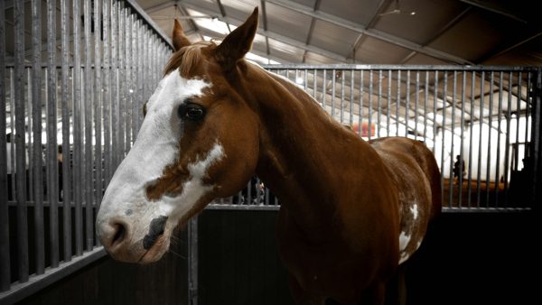 A brown and white horse stands inside a stable with metal bars and a high, arched roof, awaiting transport as its owner prepares to ship a horse using CitizenShipper.
