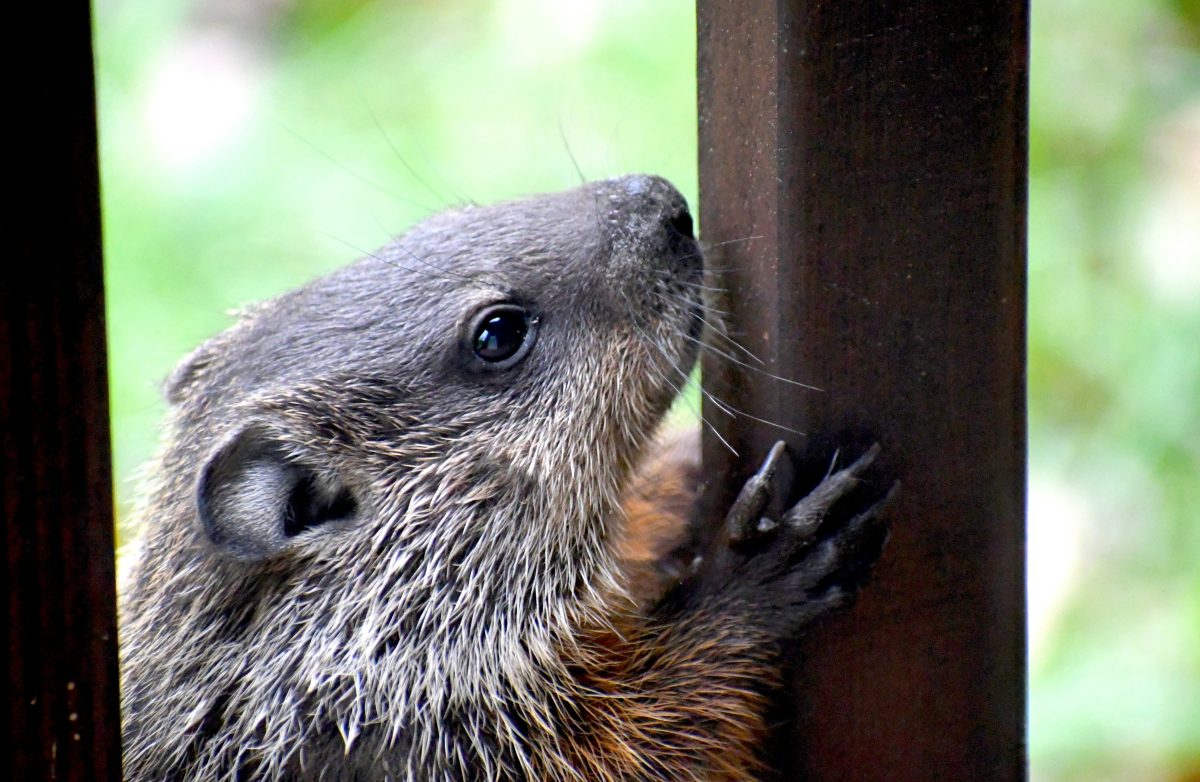 A curious woodchuck with gray and brown fur holds onto a vertical wooden post, its nose touching the wood—perhaps daydreaming about its next road trip adventure.