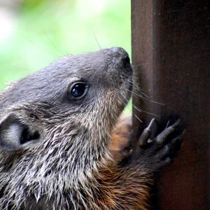 A curious woodchuck with gray and brown fur holds onto a vertical wooden post, its nose touching the wood—perhaps daydreaming about its next road trip adventure.