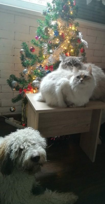 https://citizenshipper.com/blog/furniture-shipping-company