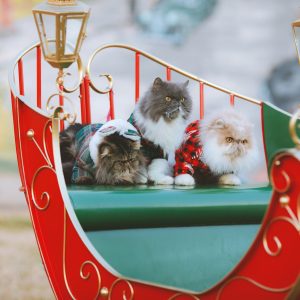 Three fluffy cats in festive outfits sit on a decorative red sleigh with gold accents, surrounded by two lanterns outdoors, capturing the joy of pets reunited with owners during the holiday season.