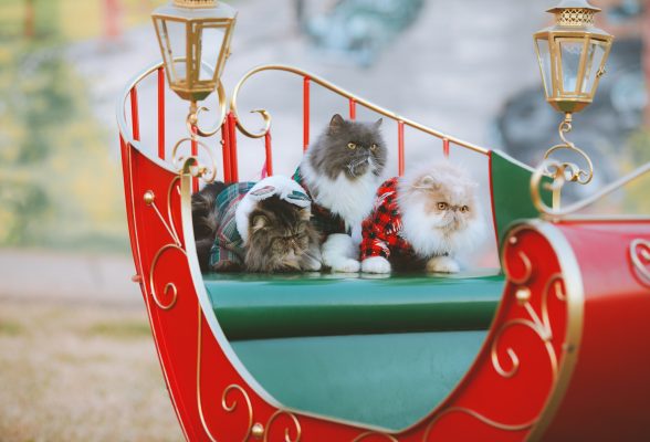 Three fluffy cats in festive outfits sit on a decorative red sleigh with gold accents, surrounded by two lanterns outdoors, capturing the joy of pets reunited with owners during the holiday season.