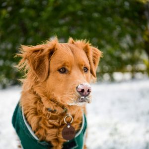 A brown dog with a green jacket and a tag sits outside in the snow with frost on its nose, waiting patiently for pet transportation.