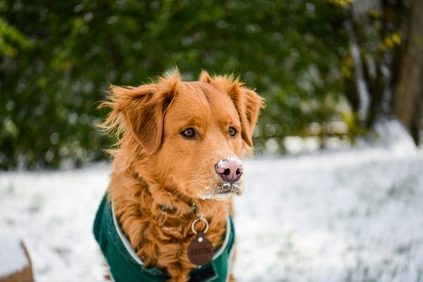 A brown dog with a green jacket and a tag sits outside in the snow with frost on its nose, waiting patiently for pet transportation.