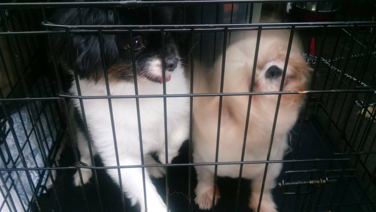 Pet transportation experience: Dogs playing in a car cage.