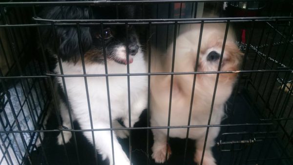 Pet transportation experience: Dogs playing in a car cage.