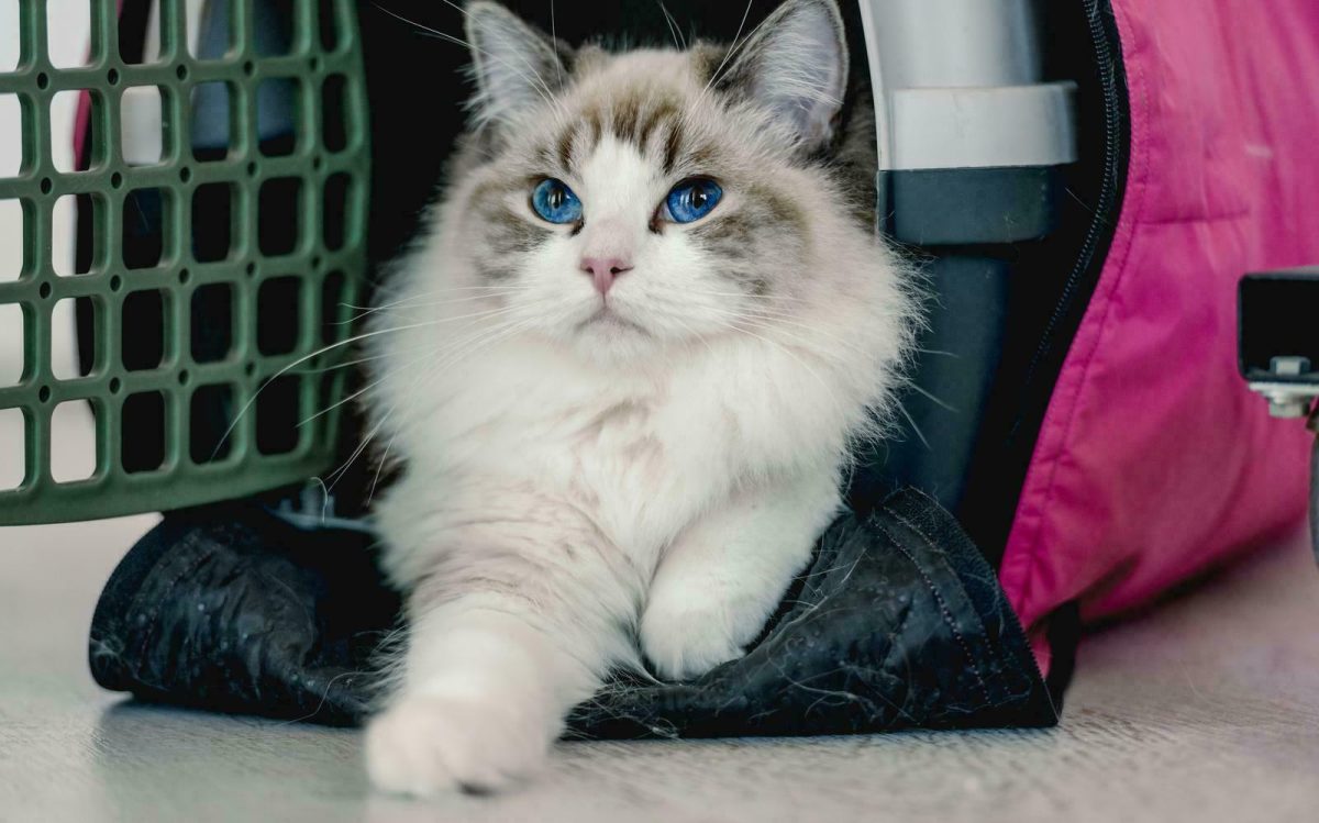 Transporting a white and brown cat in a pink carrier for a long distance by car.