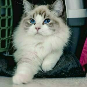 Transporting a white and brown cat in a pink carrier for a long distance by car.