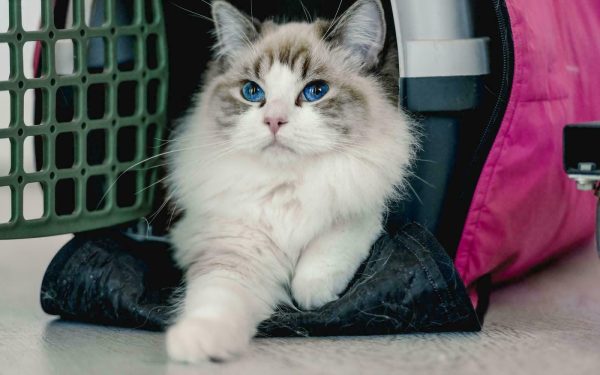 Transporting a white and brown cat in a pink carrier for a long distance by car.