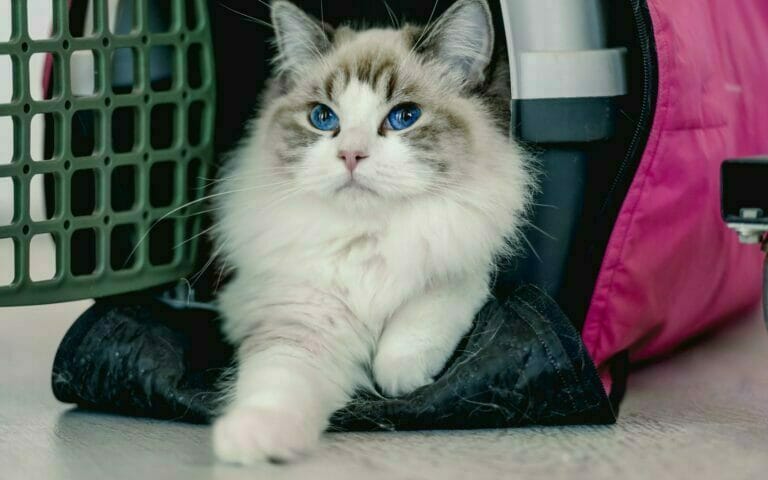 Transporting a white and brown cat in a pink carrier for a long distance by car.